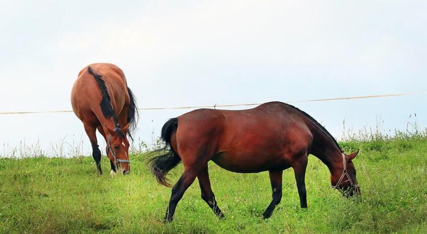9月6日，在白俄羅斯首都明斯克郊區一處牧場，退役賽馬在吃草。白俄羅斯一個賽馬救助團隊在明斯克郊區建了一個專門飼養退役賽馬的「綠色牧場」，讓曾經參加各類比賽的賽馬得以安享晚年。 新華社發（任科夫攝）