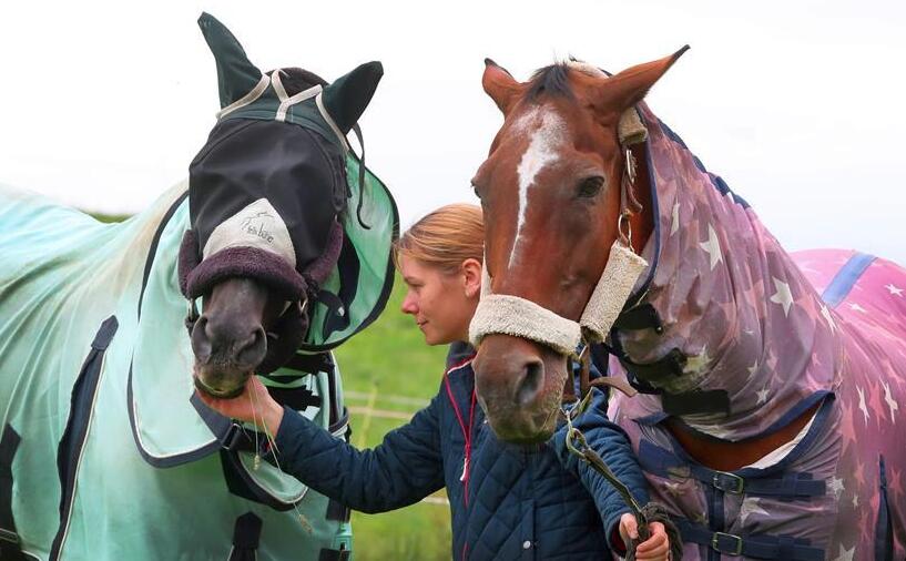在白俄羅斯首都明斯克郊區一處牧場，志願者照顧退役賽馬。