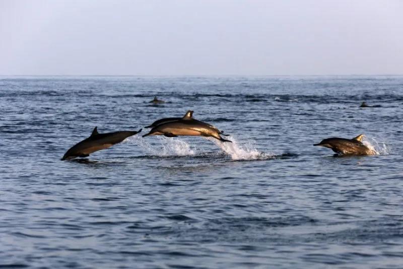 這群海豚一直伴隨編隊而行，直到夕陽西落才慢慢散開。（新華社）