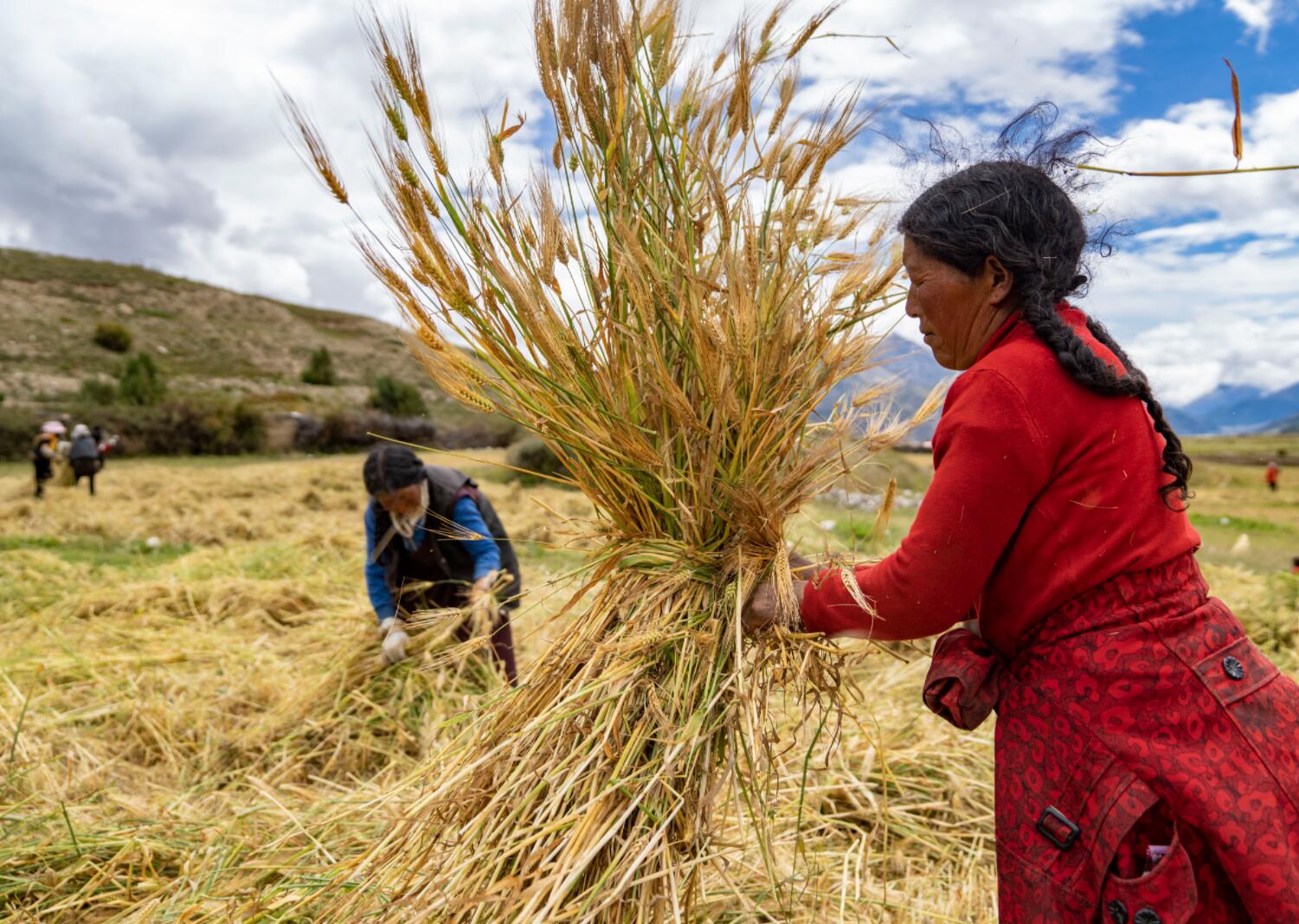 9月10日，西藏昌都市八宿縣然烏鎮康沙村的村民在收青稞。金色的農田裏，手扶拖拉機的馬達聲和村民的吆喝聲交織成一段優美的勞動之歌。
